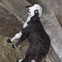 بره نر. بره ماده