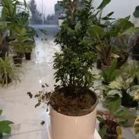 گل شمشاد ابلق و سبز و پایه دار ارسال رایگان + هدیه|گل و گیاه طبیعی|مشهد, رده|دیوار