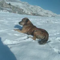 سگ خراسانی|سگ|شیروان (خراسان), |دیوار