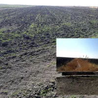 اجاره-2-هکتار-زمین-کشت-گندم-آزار-2-بر-رودخانه-فصلی