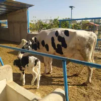 کارگر دامداری