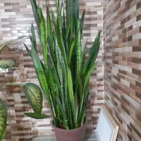 گل با گلدون|گل و گیاه طبیعی|مارگون, |دیوار