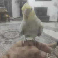 عروس هلندی|پرنده|سیرجان, |دیوار