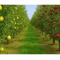 نیازمند کارگر برایه چیدن سیب