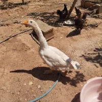 قوغاز نروماده