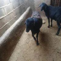 بره نره افشاری  تخمی