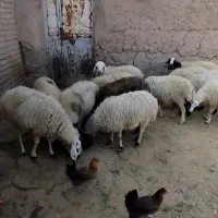 فروش میش داشتی|حیوانات مزرعه|شیراز, ارم|دیوار