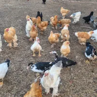 مرغ وخروس برهمااصل|حیوانات مزرعه|شهمیرزاد, |دیوار