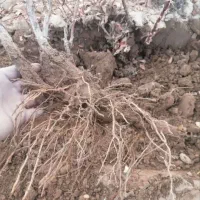 نهال زرشک پفکی  فقط وفقط 27000|خدمات باغبانی و درختکاری|تهران, باغ خزانه|دیوار