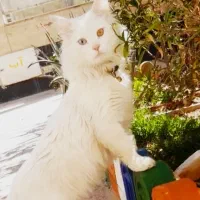 حیوان گمشده ت رو پیدا کن