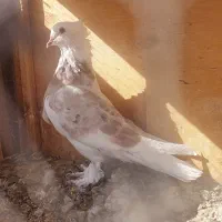 کفتر شازده زرد|پرنده|قم, کاسه گران|دیوار