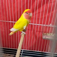 یک جفت طوطی برزیلی (کوتوله)صورت هلویی زرد|پرنده|قائمشهر, |دیوار