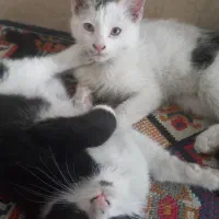 گمشده