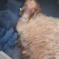 قصاب|خدمات پذیرایی، مراسم|چهاردانگه (تهران), |دیوار