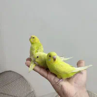 پنجتا تا مرغ عشق خونگی|پرنده|مشهد, فردوسی|دیوار