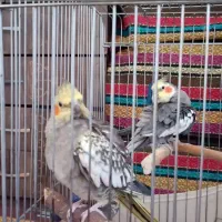 عروس هلندی جفت سخنگو|پرنده|نورآباد, |دیوار