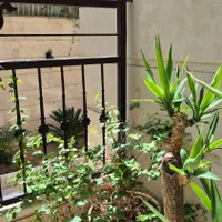 گل و گیاه|گل و گیاه طبیعی|تهران, فرمانیه|دیوار