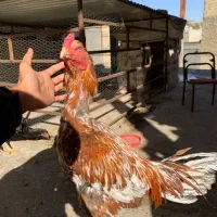 تخم مرغ لاری