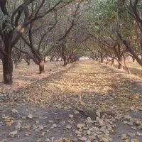 زمین-جهت-ساخت-کارگاه-یا-گاوداری-وغیره