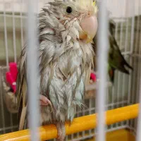 طوطی برزیلی خاص و زیبا|پرنده|تهران, حر|دیوار