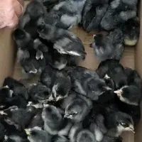 جوجه رنگی جوجه رسمی جوجه گوشتی اردک