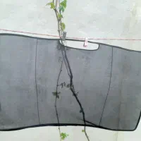 پرده
