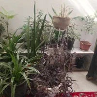 گل های فروشی|گل و گیاه طبیعی|چناران, |دیوار