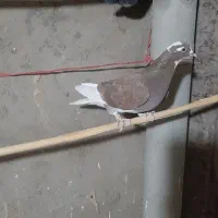 ۱۰ عدد کبوتر