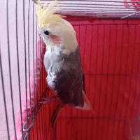 زیبای هلندی عروس هلندی سخنگو|پرنده|سراب, |دیوار