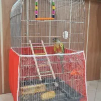 طوطی گرینچیک ۶ ماهه