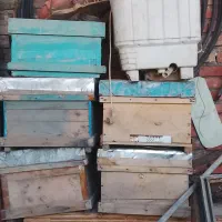 کندو|حیوانات مزرعه|قرق, |دیوار