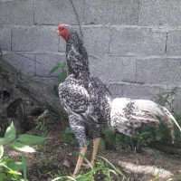 خروس لاری  کوکو تاج مهر  و مرغ لاری ترک|حیوانات مزرعه|کوچصفهان, |دیوار