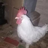 مرغ خروس جوان تیز بز