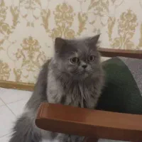 گربه|گربه|ماهدشت, |دیوار