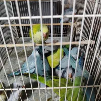 ردچیک راهب طوطی سرلاکی و دونخور|پرنده|اسفراین, |دیوار