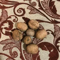 گر‌دوی زنوز کاغذی