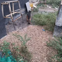 سک ژرمن نژاد خوب آلمان