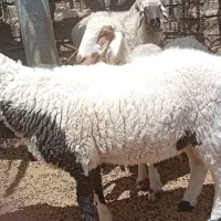 گوسفند نر