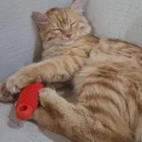 گربه dlh|گربه|تفت, |دیوار