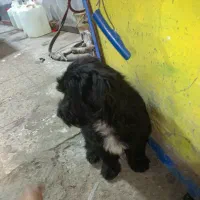 واگذاری سگ پاکوتاه|سگ|اردبیل, |دیوار