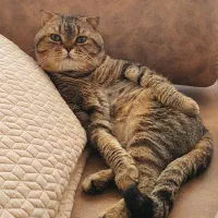 واگذاری سرپرستی یک جفت گربه با شرایط خاص