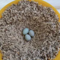 قناری ماده مست تخم خاکی گذاشته|پرنده|مشهد, کارمندان دوم|دیوار