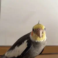 عروس هلندی نر|پرنده|ایذه, |دیوار