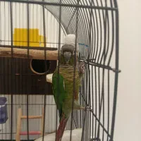 گرینچیک نر تعیین جنسیت شده