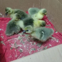 فروش جوجه غاز سه روزه