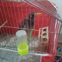 عروس هلندی|پرنده|مشهد, رده|دیوار