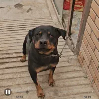 سگ نگهبان|سگ|اصفهان, شهرک پارسیان|دیوار