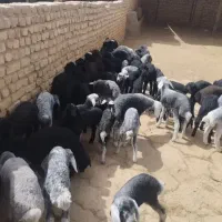 بره شیری شیرمست