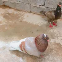 کبوتر
