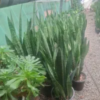 گل و گیاه طبیعی